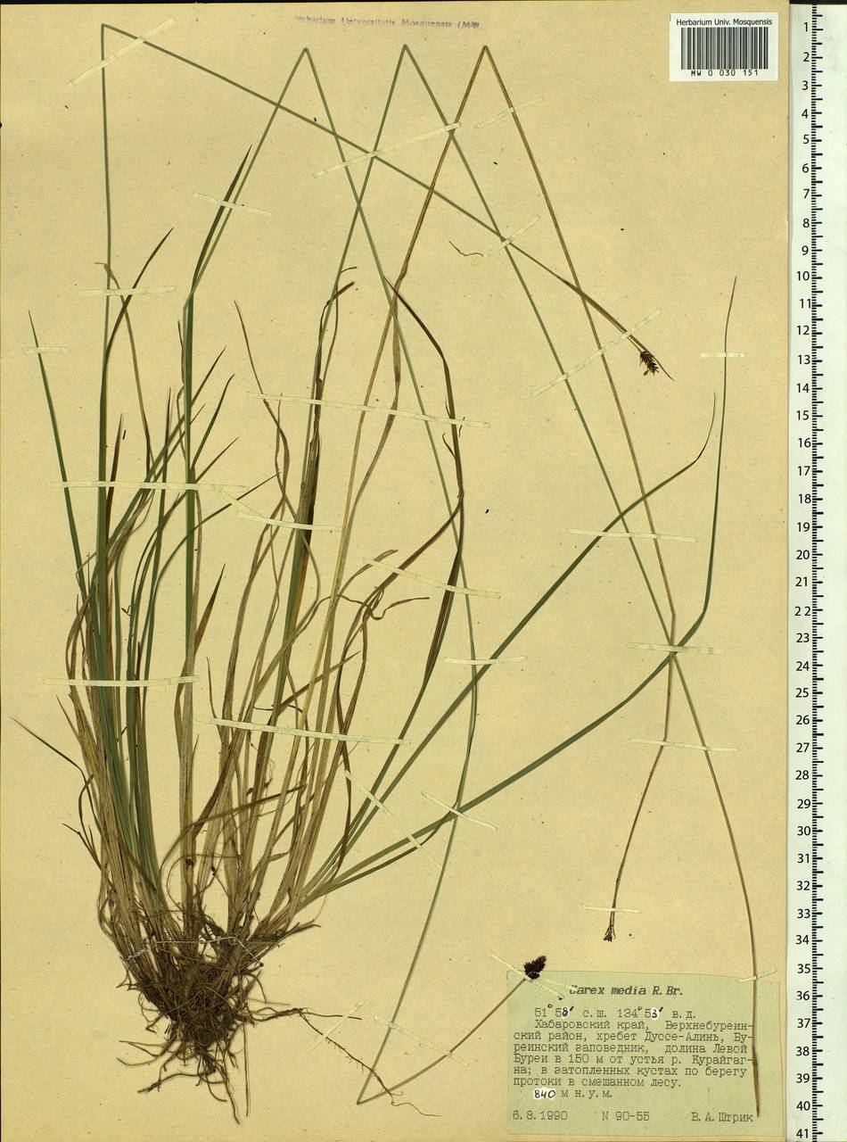 Carex media R.Br., Siberia, Russian Far East (S6) (Russia)