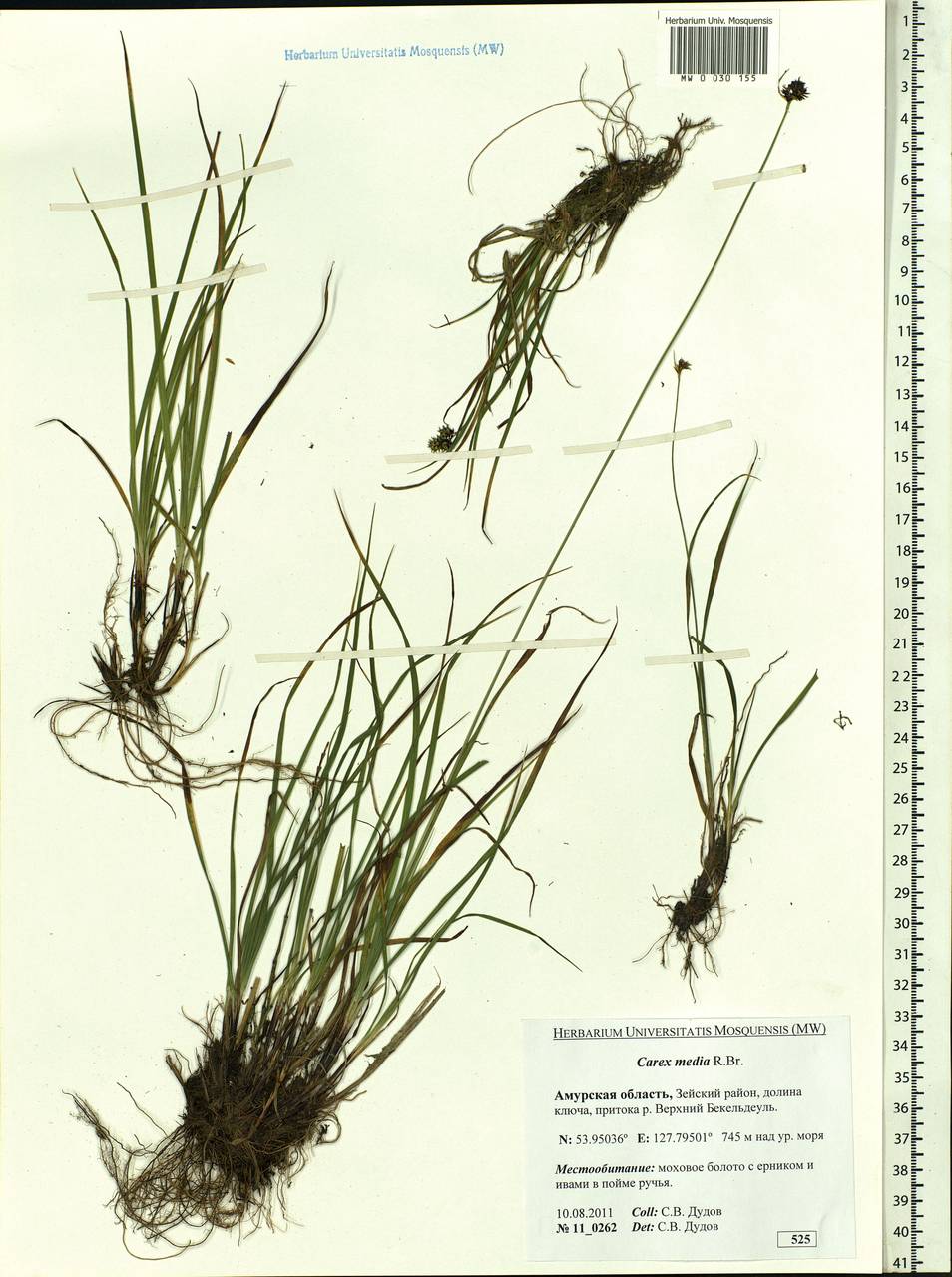 Carex media R.Br., Siberia, Russian Far East (S6) (Russia)