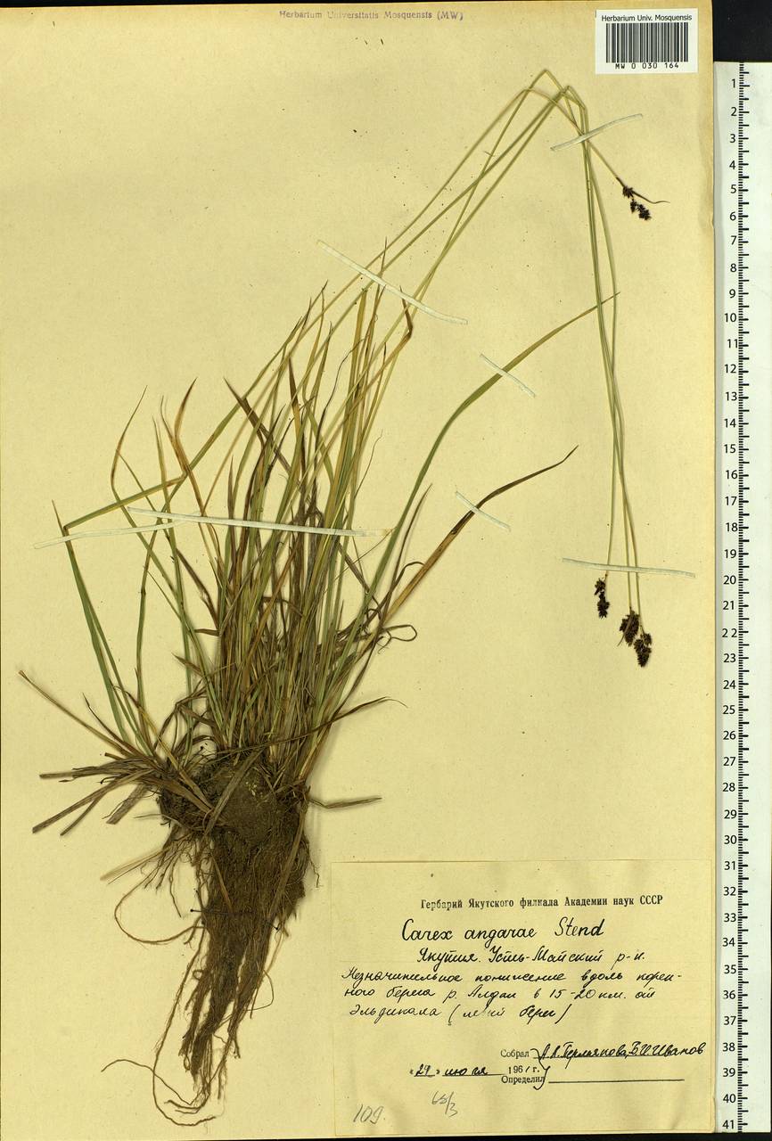 Carex media R.Br., Siberia, Yakutia (S5) (Russia)