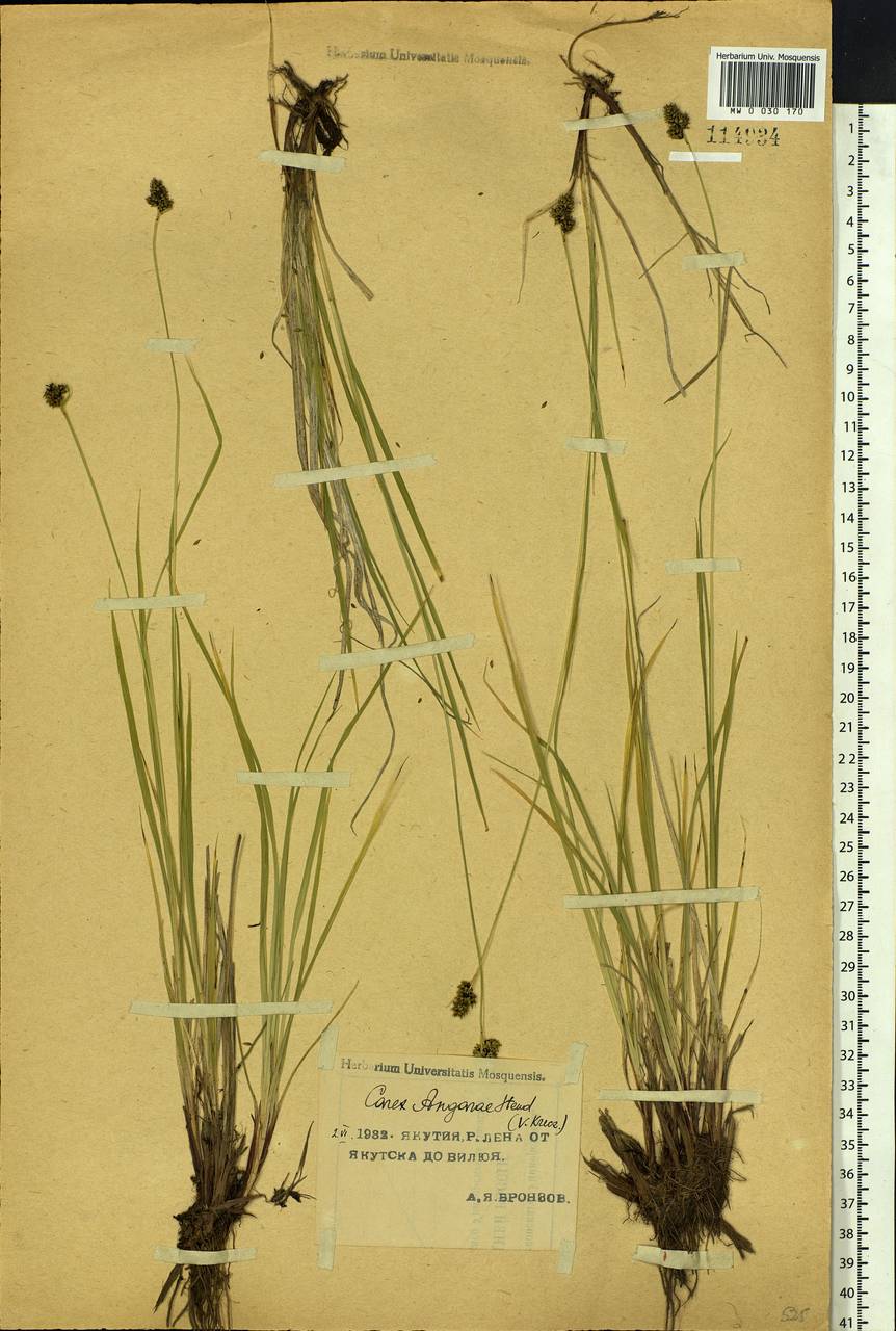Carex media R.Br., Siberia, Yakutia (S5) (Russia)