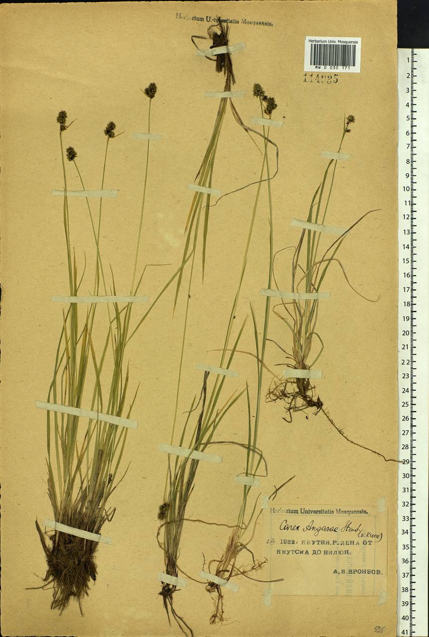 Carex media R.Br., Siberia, Yakutia (S5) (Russia)