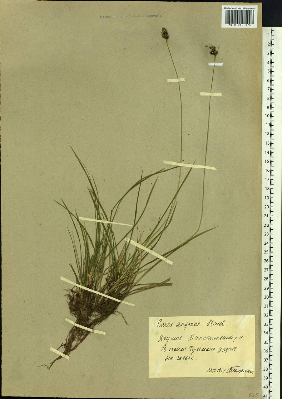 Carex media R.Br., Siberia, Yakutia (S5) (Russia)