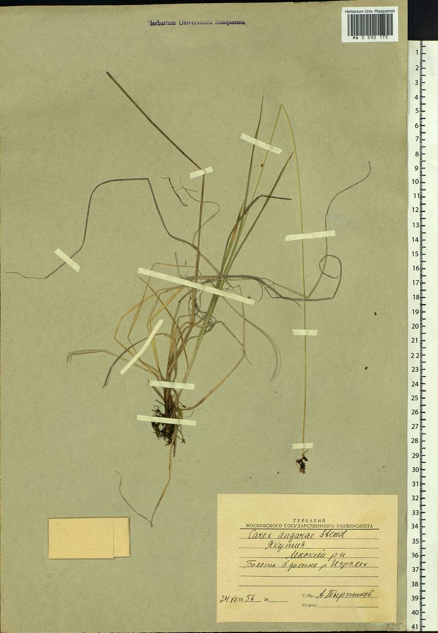 Carex media R.Br., Siberia, Yakutia (S5) (Russia)