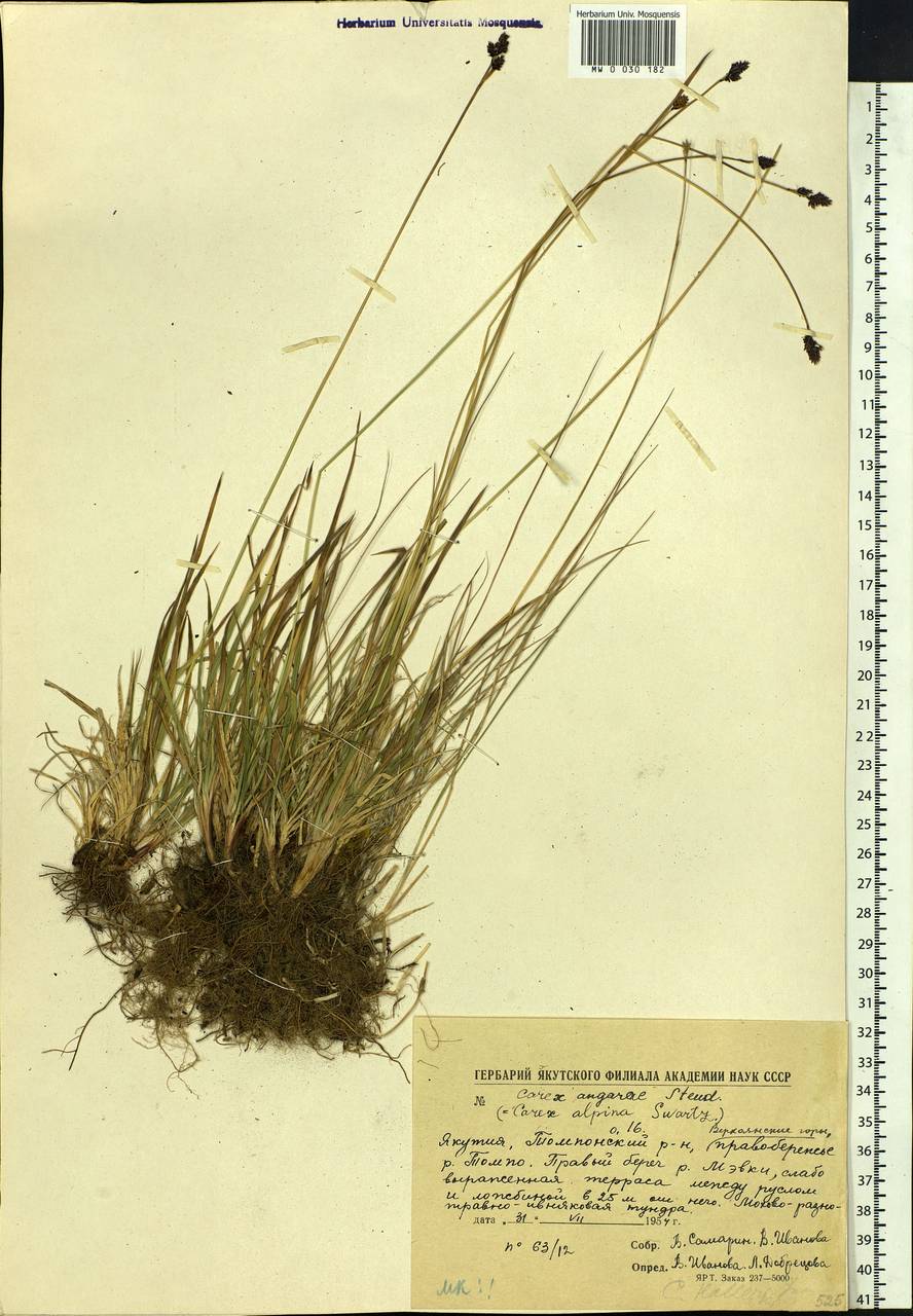 Carex media R.Br., Siberia, Yakutia (S5) (Russia)