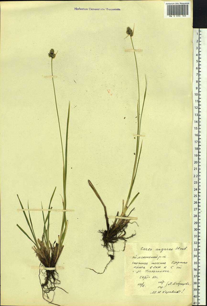 Carex media R.Br., Siberia, Yakutia (S5) (Russia)