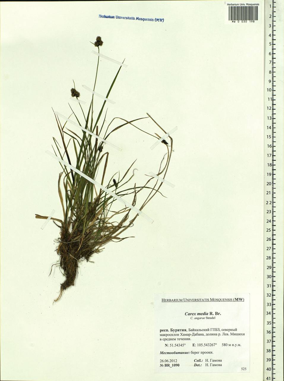 Carex media R.Br., Siberia, Baikal & Transbaikal region (S4) (Russia)