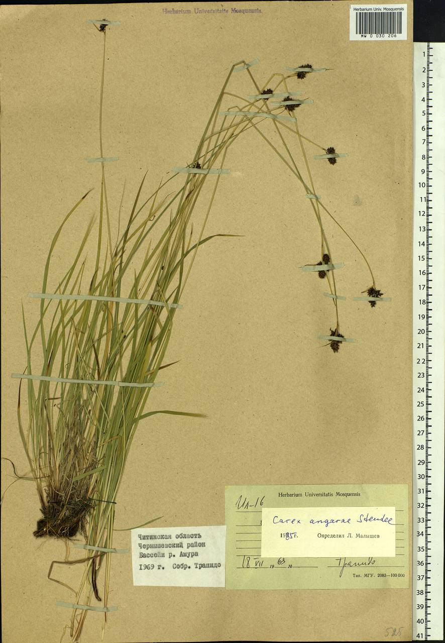 Carex media R.Br., Siberia, Baikal & Transbaikal region (S4) (Russia)
