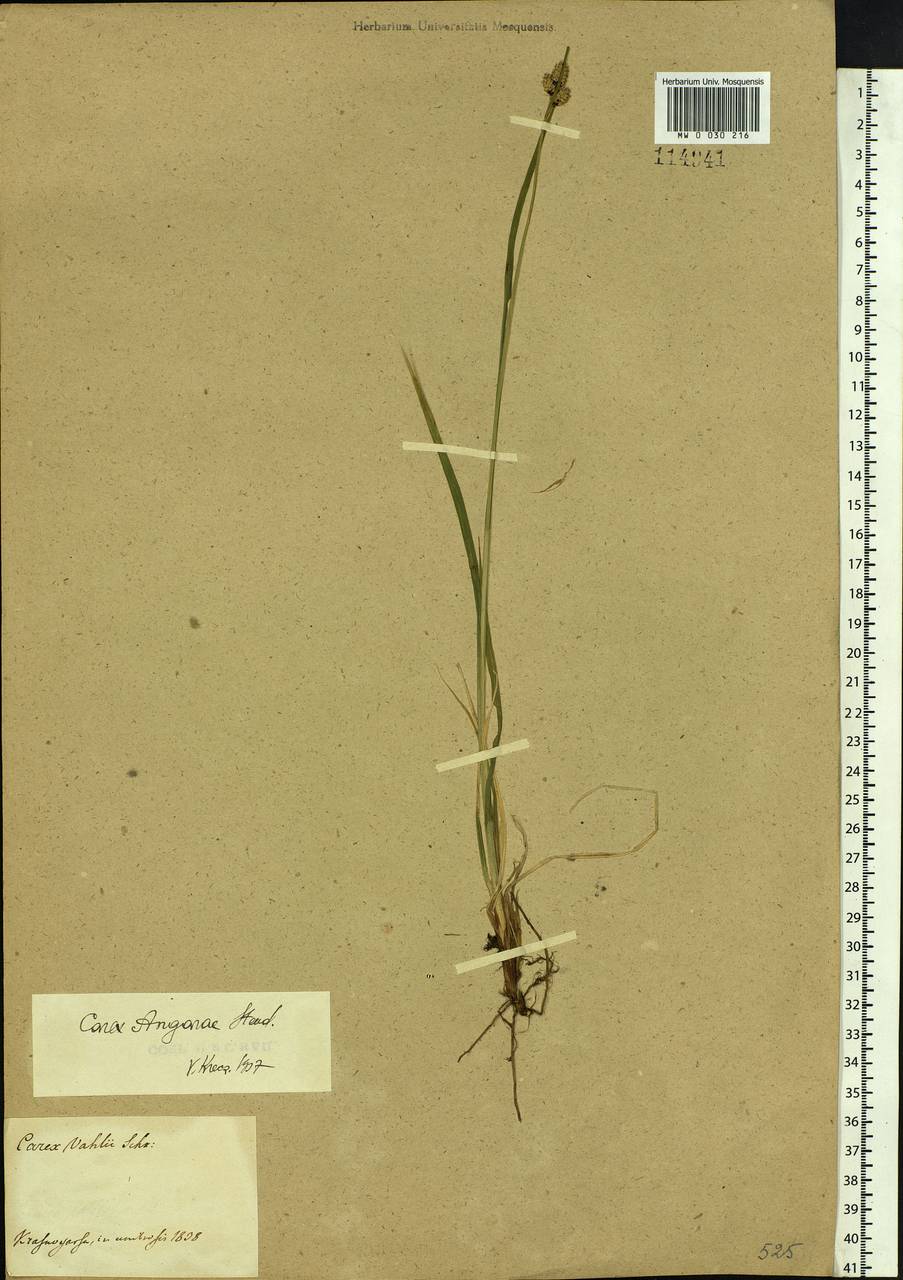 Carex media R.Br., Siberia, Central Siberia (S3) (Russia)