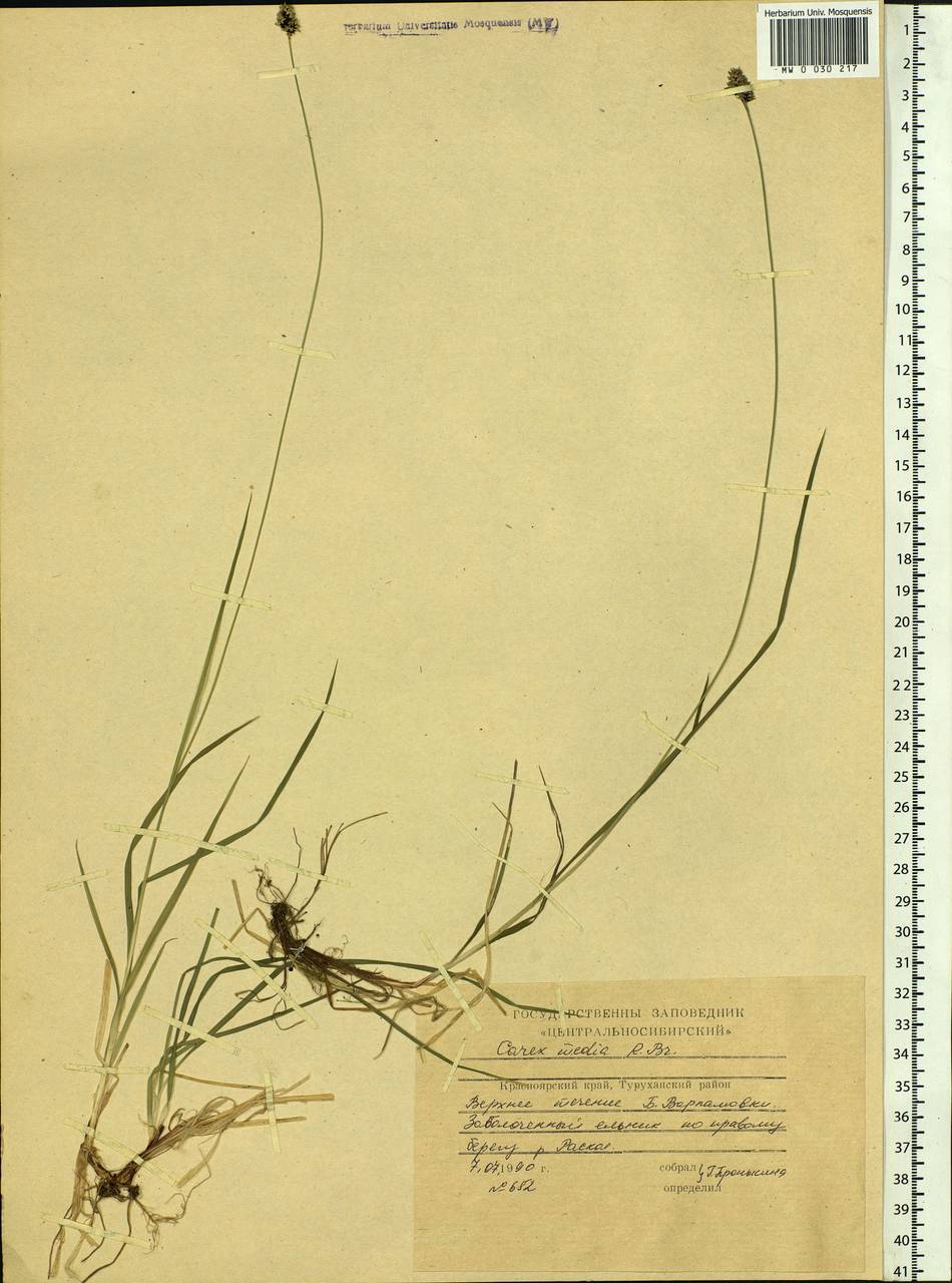 Carex media R.Br., Siberia, Central Siberia (S3) (Russia)