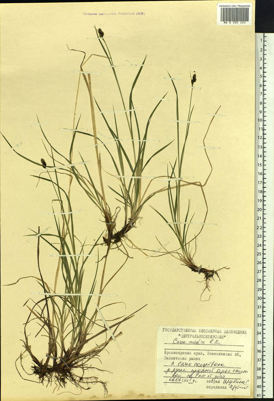 Carex media R.Br., Siberia, Central Siberia (S3) (Russia)