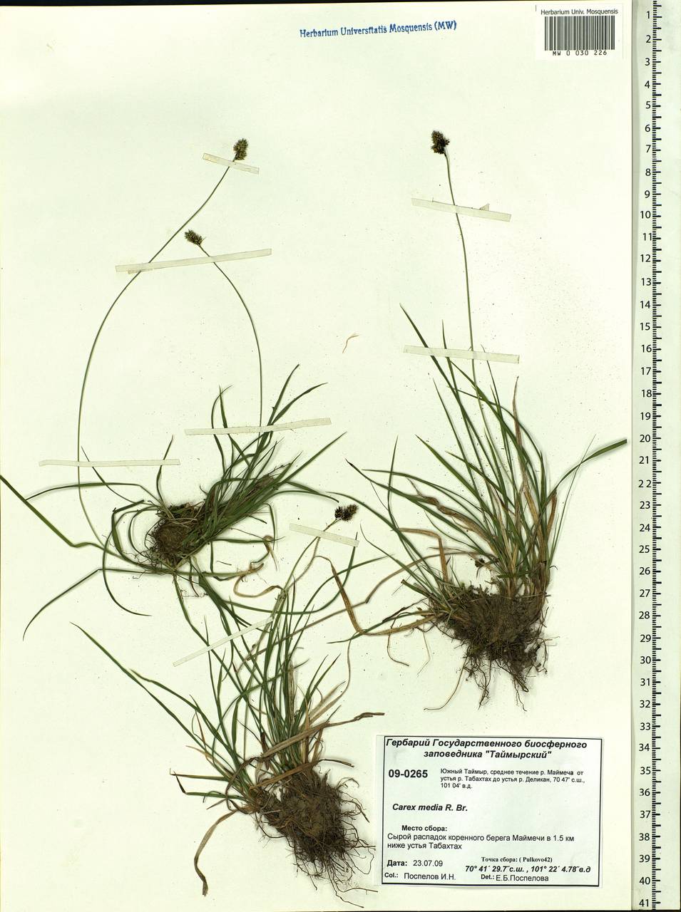 Carex media R.Br., Siberia, Central Siberia (S3) (Russia)