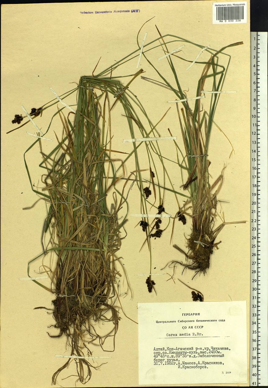 Carex media R.Br., Siberia, Altai & Sayany Mountains (S2) (Russia)