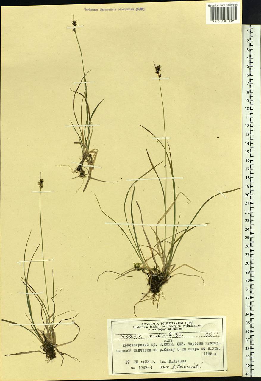 Carex media R.Br., Siberia, Altai & Sayany Mountains (S2) (Russia)