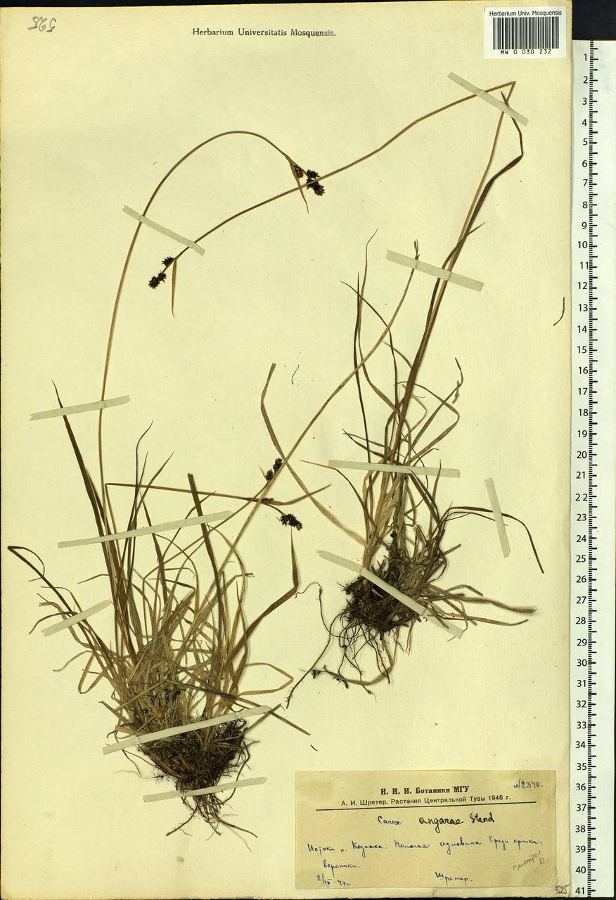 Carex media R.Br., Siberia, Altai & Sayany Mountains (S2) (Russia)