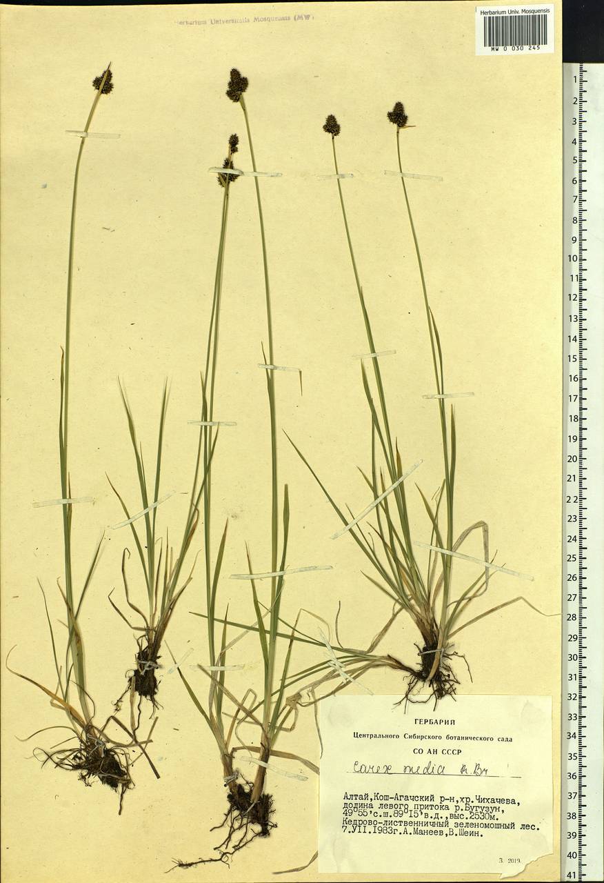 Carex media R.Br., Siberia, Altai & Sayany Mountains (S2) (Russia)