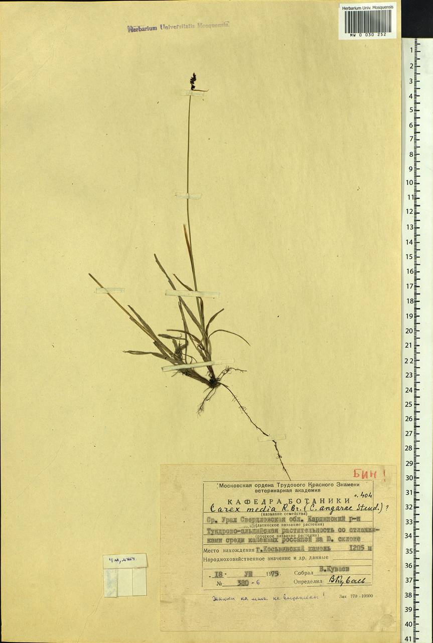 Carex media R.Br., Eastern Europe, Eastern region (E10) (Russia)