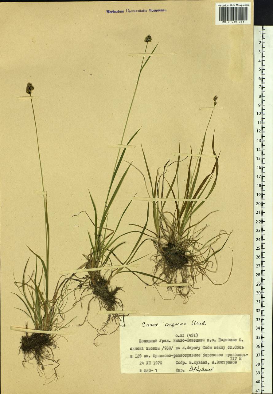 Carex media R.Br., Siberia, Western Siberia (S1) (Russia)