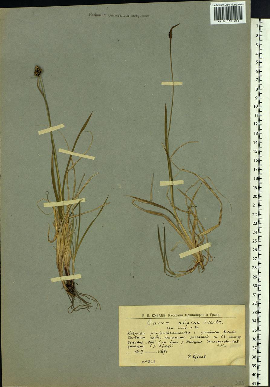 Carex media R.Br., Siberia, Western Siberia (S1) (Russia)