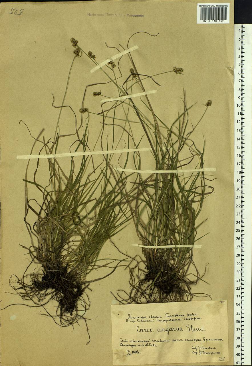 Carex media R.Br., Siberia, Western Siberia (S1) (Russia)