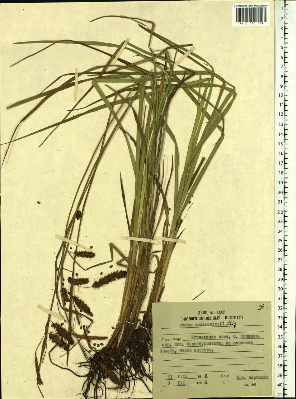 Carex maximowiczii Miq., Siberia, Russian Far East (S6) (Russia)