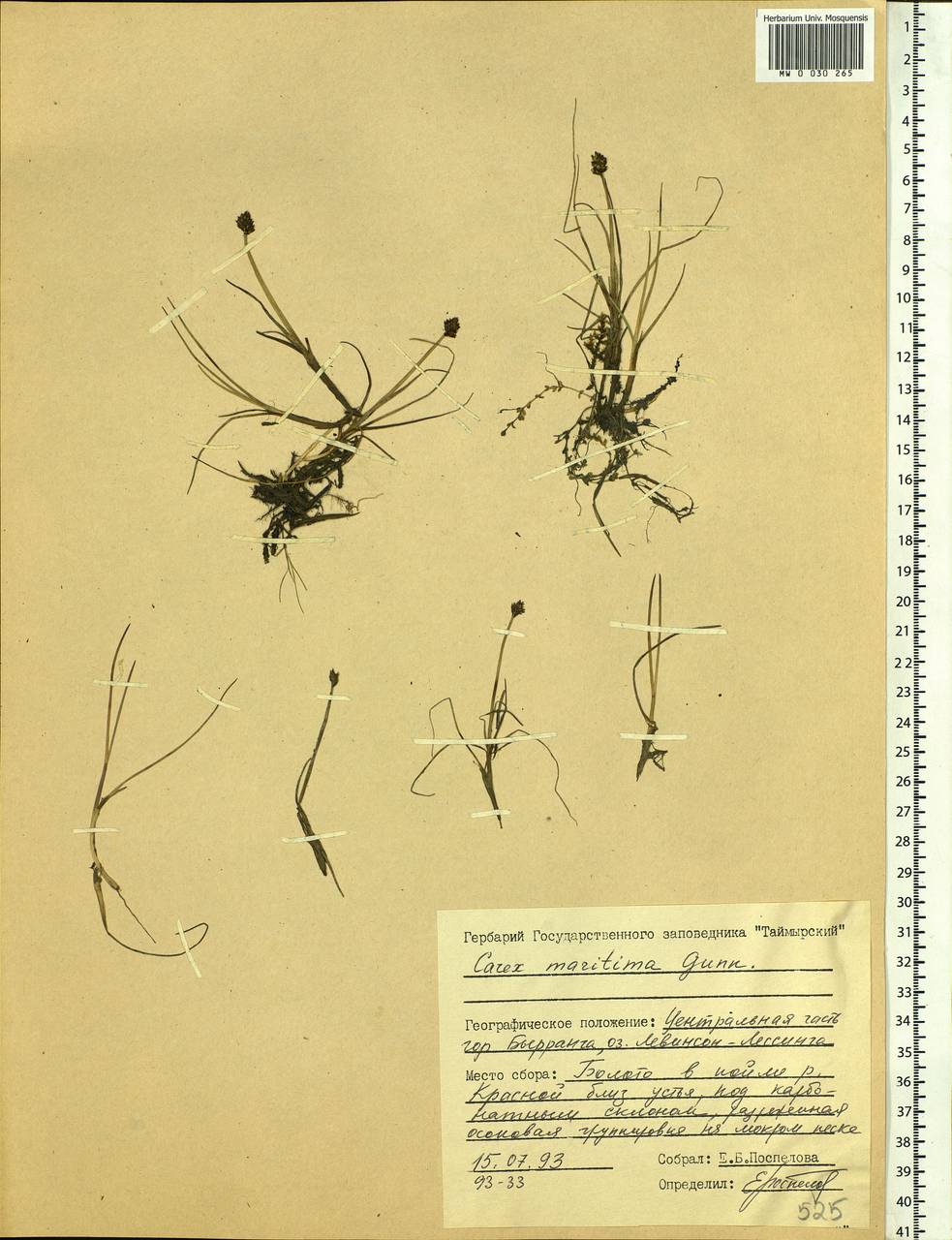 Carex maritima Gunnerus, Siberia, Central Siberia (S3) (Russia)