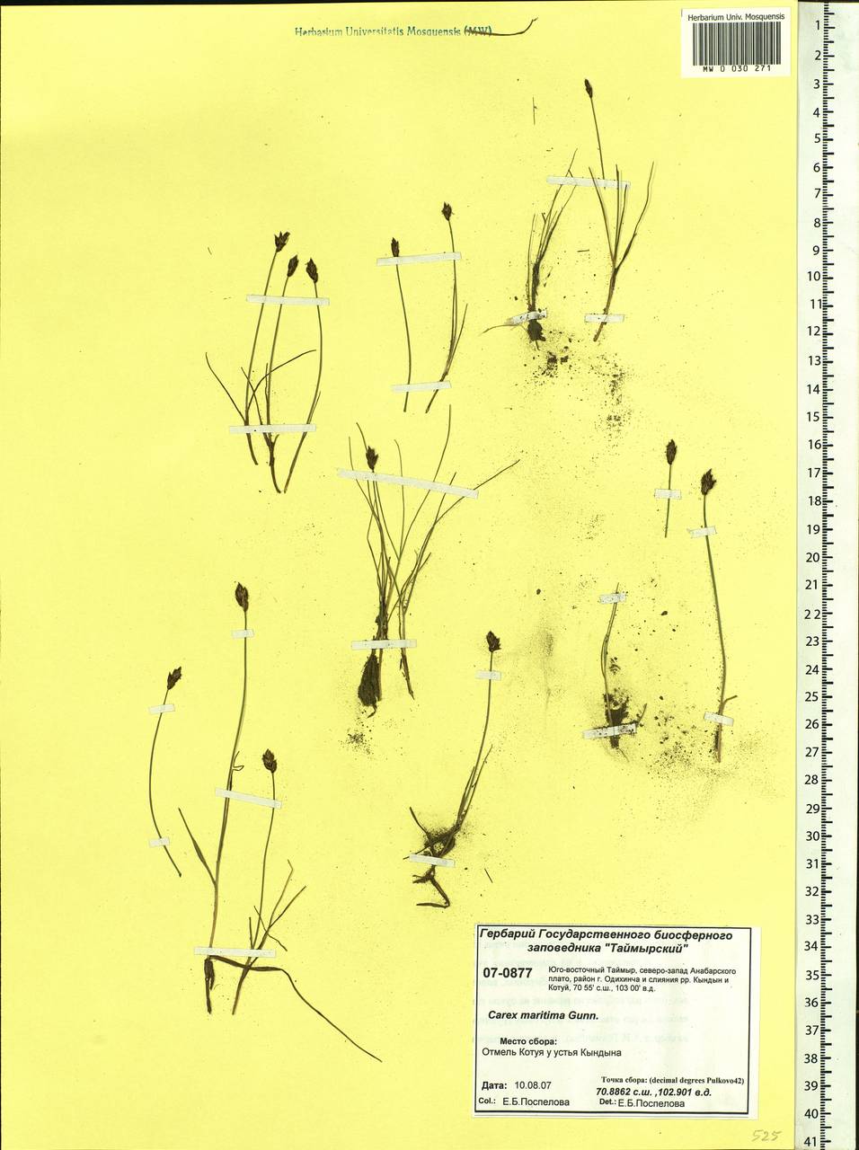 Carex maritima Gunnerus, Siberia, Central Siberia (S3) (Russia)