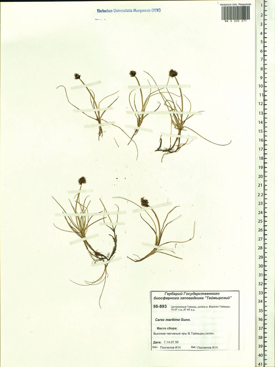 Carex maritima Gunnerus, Siberia, Central Siberia (S3) (Russia)