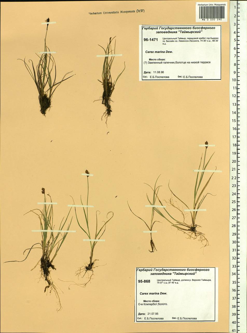 Carex marina Dewey, Siberia, Central Siberia (S3) (Russia)
