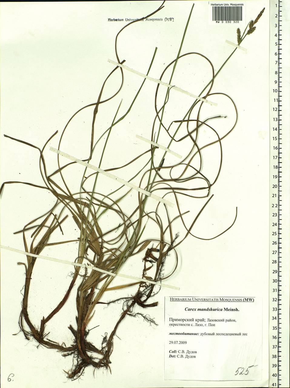 Carex mandshurica Meinsh., Siberia, Russian Far East (S6) (Russia)