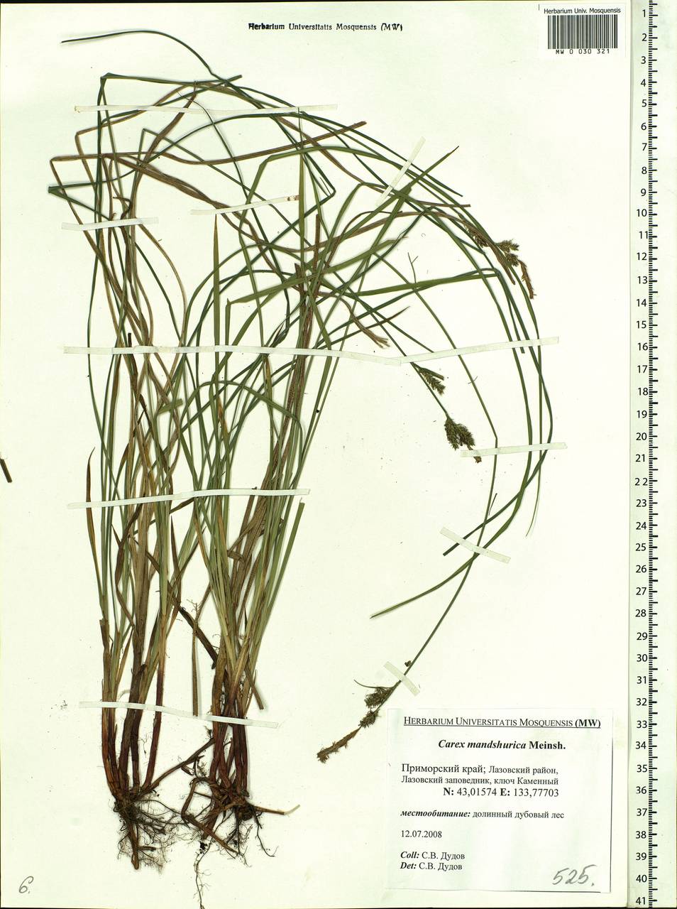 Carex mandshurica Meinsh., Siberia, Russian Far East (S6) (Russia)