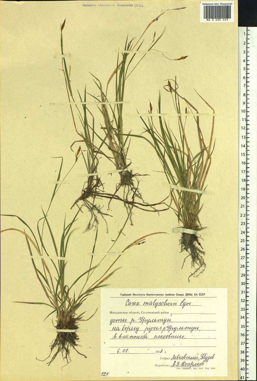 Carex malyschevii T.V.Egorova, Siberia, Chukotka & Kamchatka (S7) (Russia)