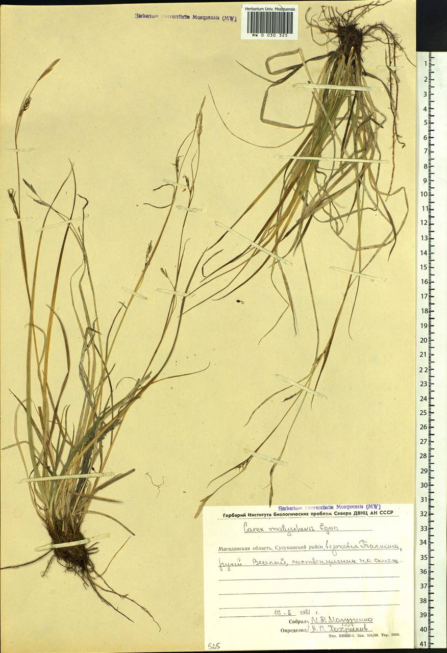 Carex malyschevii T.V.Egorova, Siberia, Chukotka & Kamchatka (S7) (Russia)
