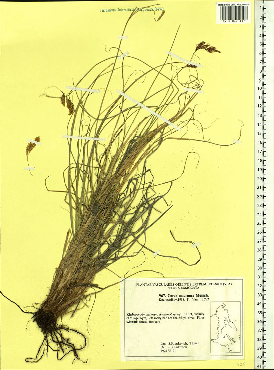 Carex pediformis var. macroura (Meinsh.) Kük., Siberia, Russian Far East (S6) (Russia)