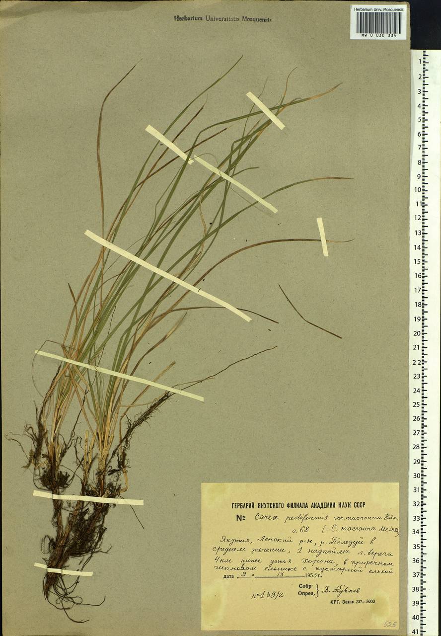 Carex pediformis var. macroura (Meinsh.) Kük., Siberia, Yakutia (S5) (Russia)