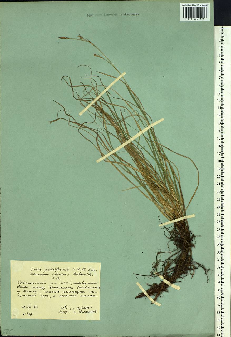 Carex pediformis var. macroura (Meinsh.) Kük., Siberia, Yakutia (S5) (Russia)