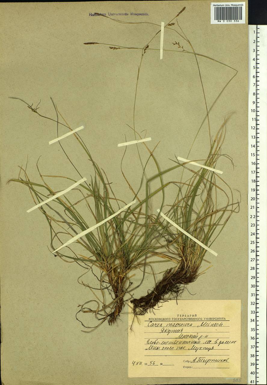 Carex pediformis var. macroura (Meinsh.) Kük., Siberia, Yakutia (S5) (Russia)