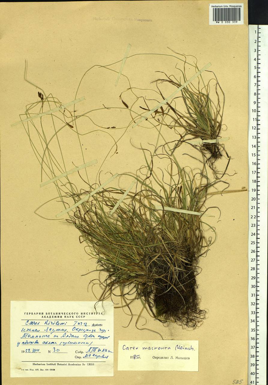 Carex pediformis var. macroura (Meinsh.) Kük., Siberia, Yakutia (S5) (Russia)