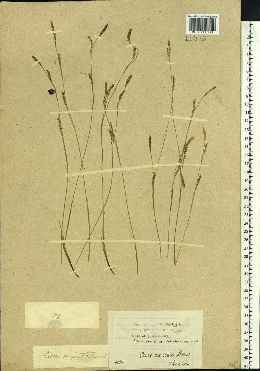 Carex pediformis var. macroura (Meinsh.) Kük., Siberia, Baikal & Transbaikal region (S4) (Russia)