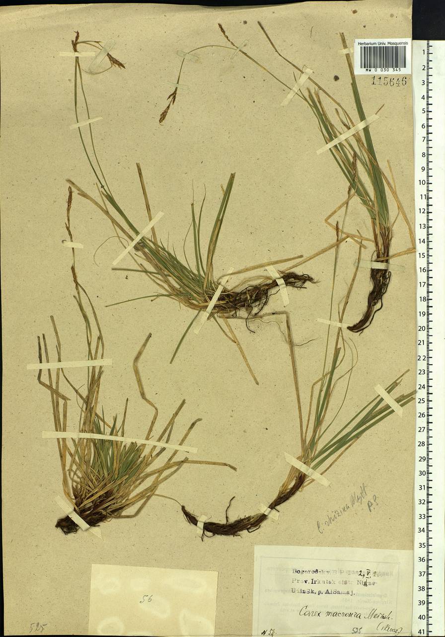 Carex pediformis var. macroura (Meinsh.) Kük., Siberia, Baikal & Transbaikal region (S4) (Russia)