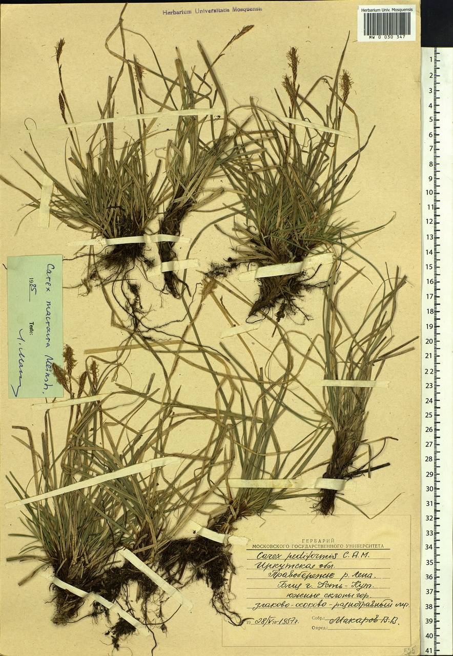 Carex pediformis var. macroura (Meinsh.) Kük., Siberia, Baikal & Transbaikal region (S4) (Russia)