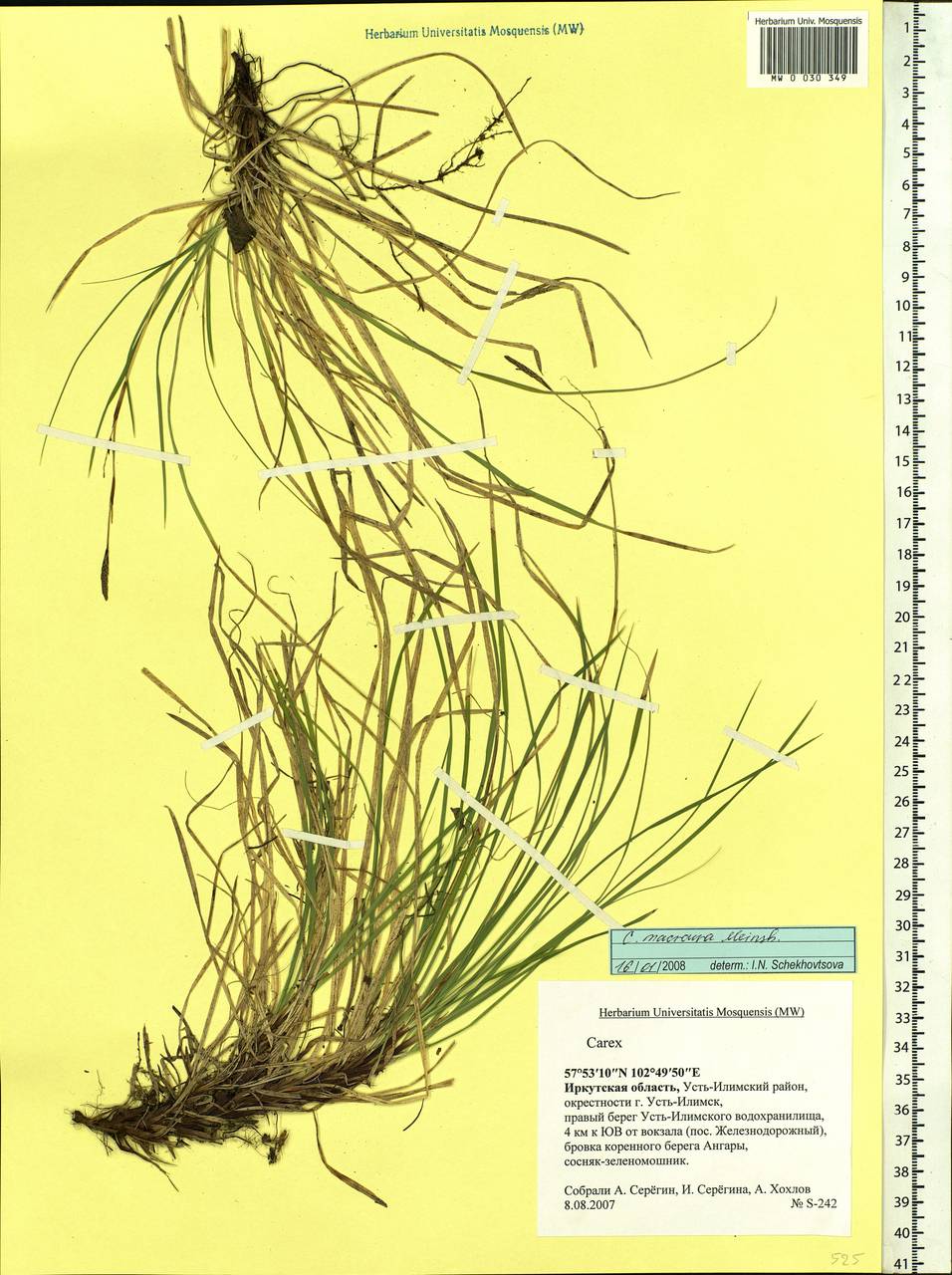 Carex pediformis var. macroura (Meinsh.) Kük., Siberia, Baikal & Transbaikal region (S4) (Russia)