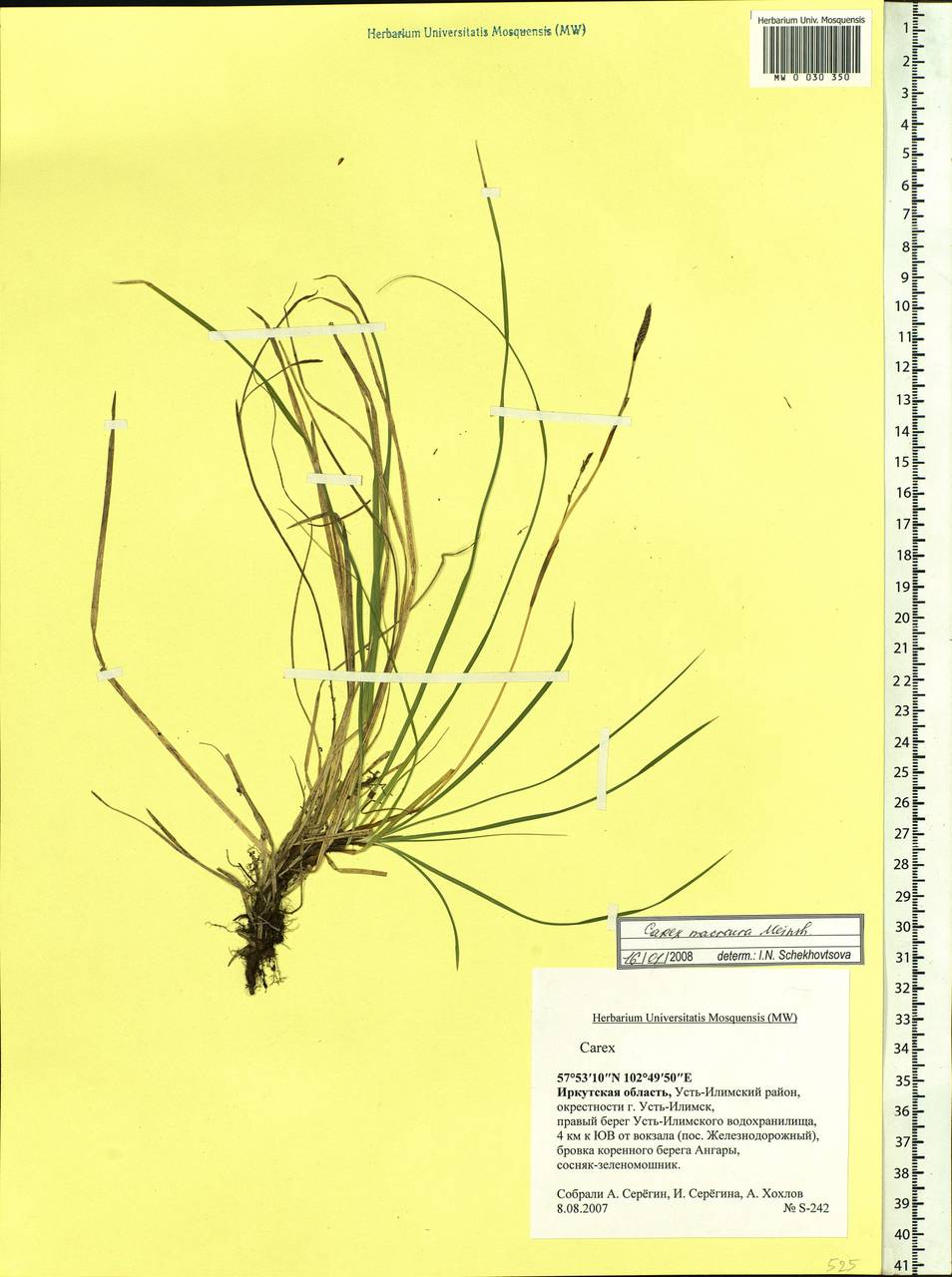 Carex pediformis var. macroura (Meinsh.) Kük., Siberia, Baikal & Transbaikal region (S4) (Russia)