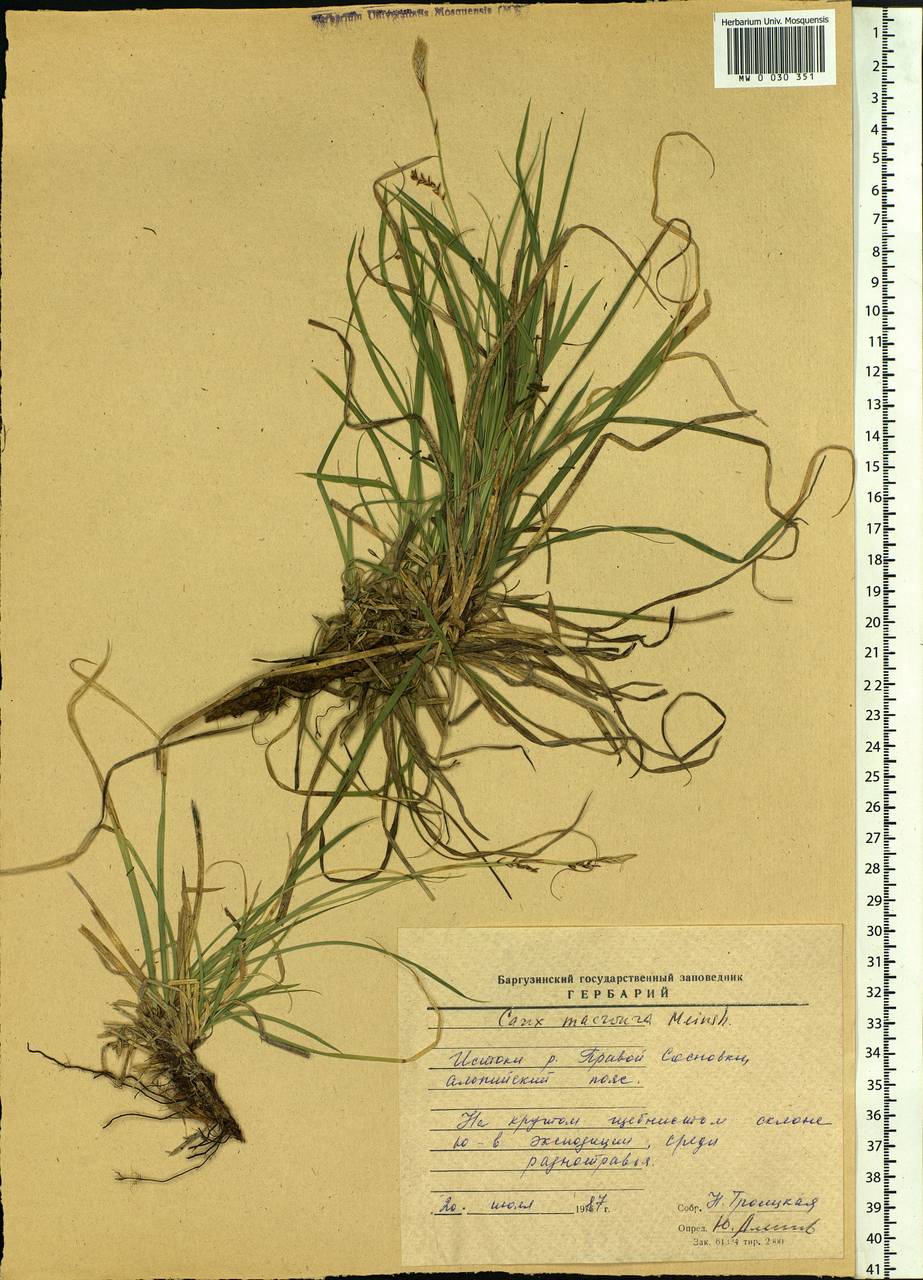 Carex pediformis var. macroura (Meinsh.) Kük., Siberia, Baikal & Transbaikal region (S4) (Russia)