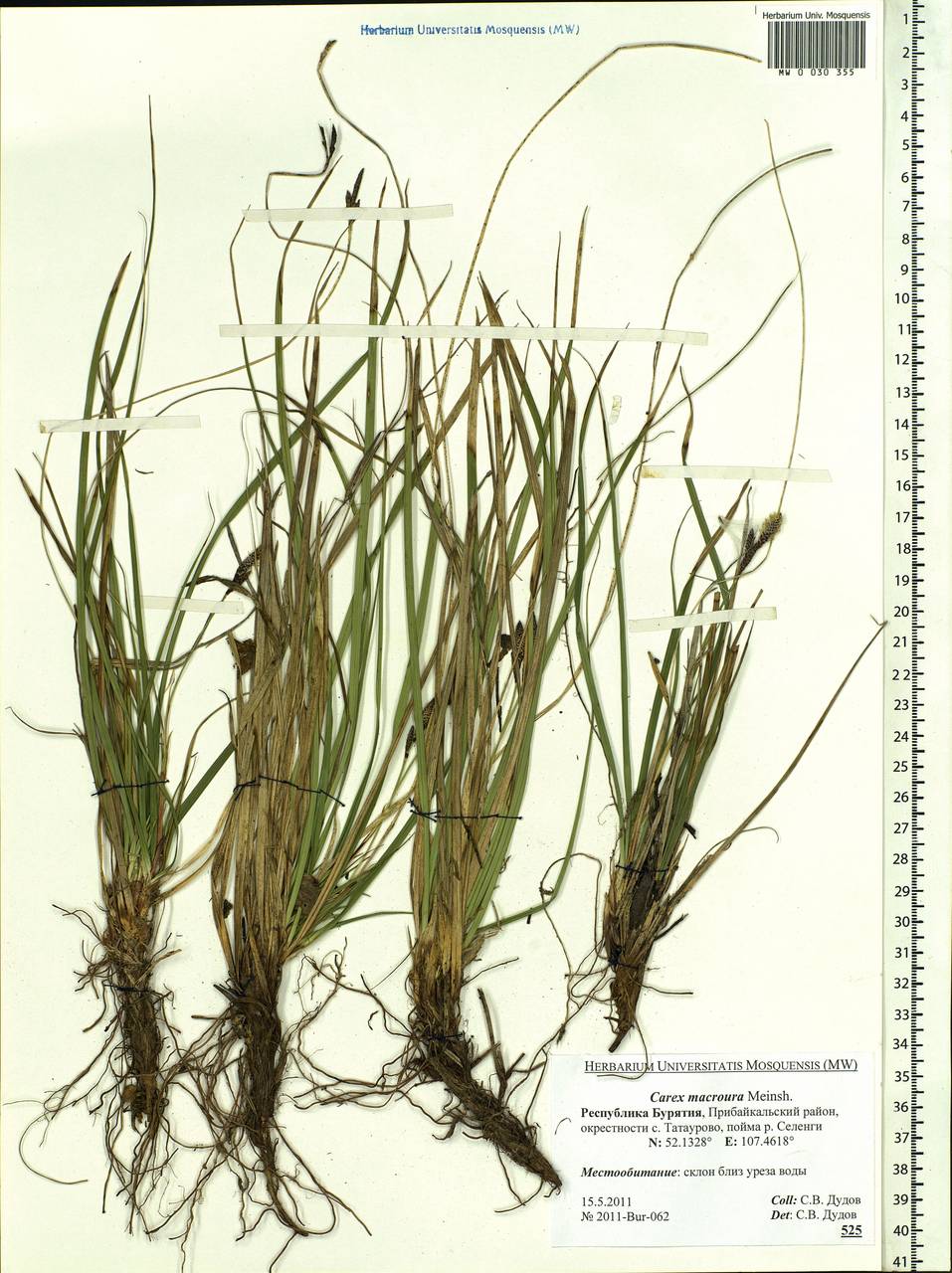 Carex pediformis var. macroura (Meinsh.) Kük., Siberia, Baikal & Transbaikal region (S4) (Russia)