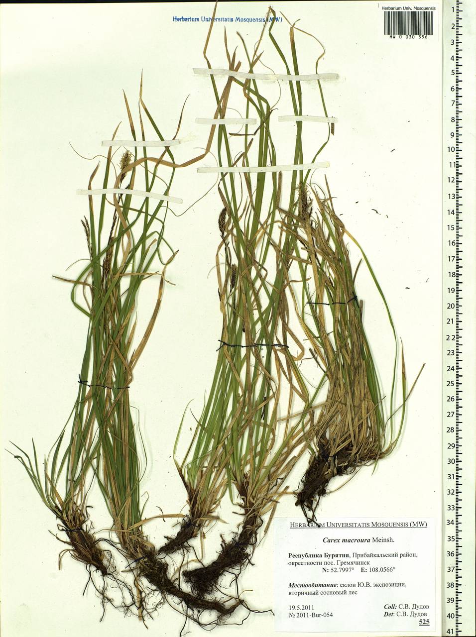 Carex pediformis var. macroura (Meinsh.) Kük., Siberia, Baikal & Transbaikal region (S4) (Russia)