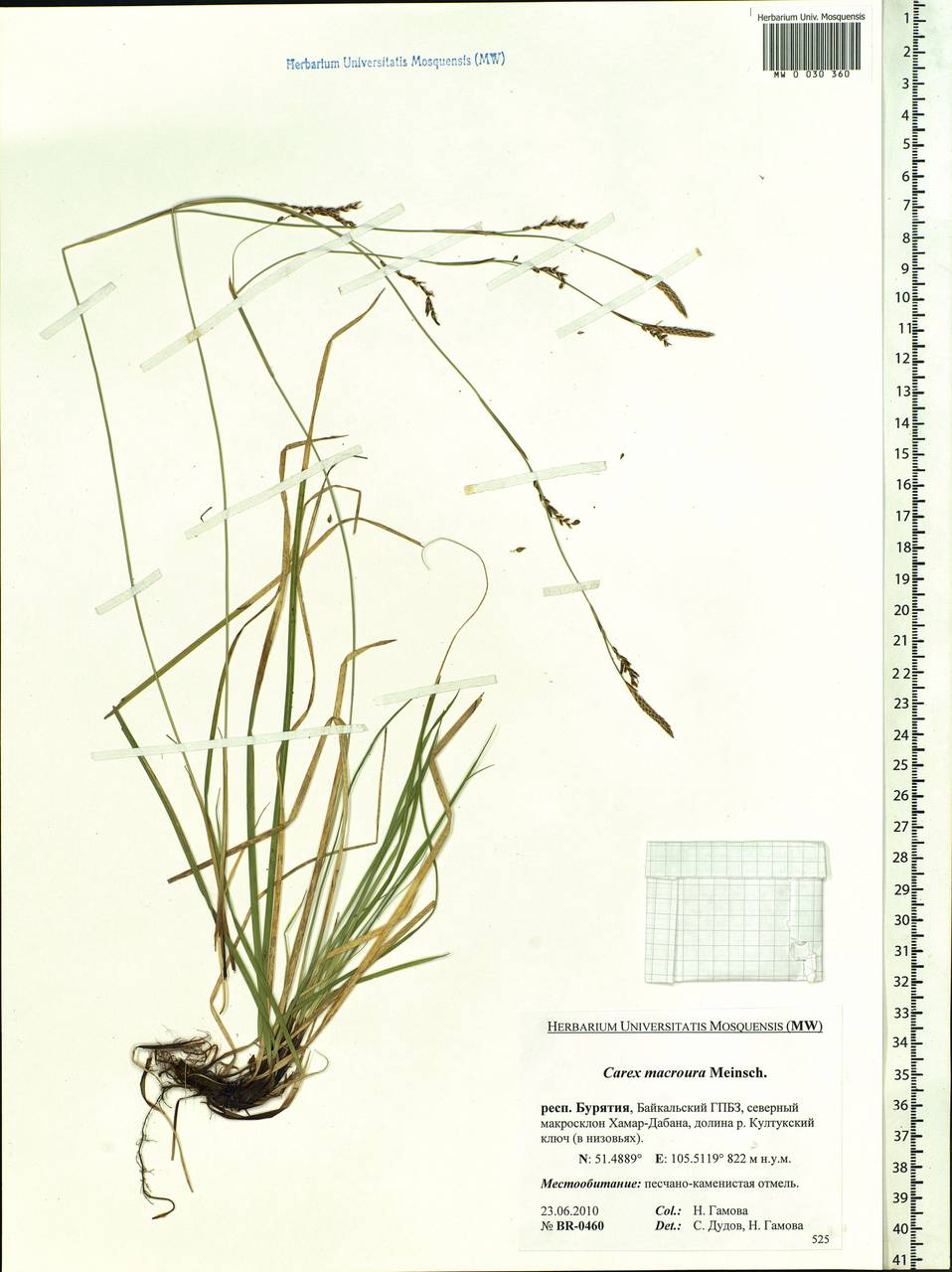 Carex pediformis var. macroura (Meinsh.) Kük., Siberia, Baikal & Transbaikal region (S4) (Russia)