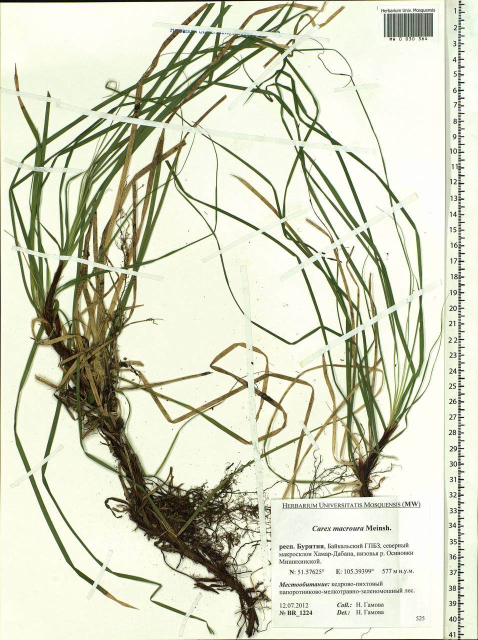 Carex pediformis var. macroura (Meinsh.) Kük., Siberia, Baikal & Transbaikal region (S4) (Russia)