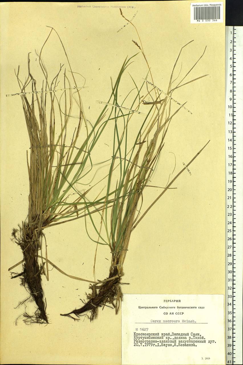 Carex pediformis var. macroura (Meinsh.) Kük., Siberia, Altai & Sayany Mountains (S2) (Russia)