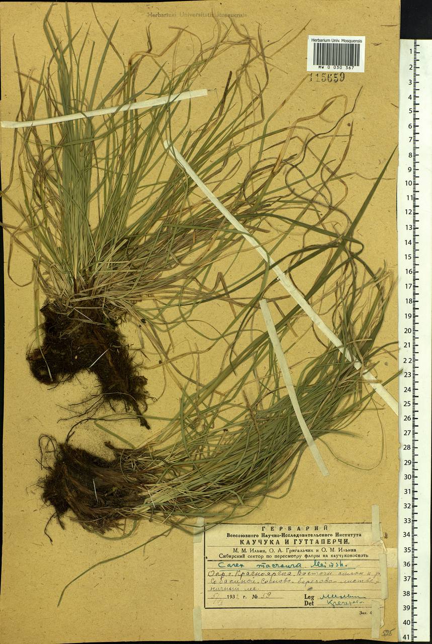 Carex pediformis var. macroura (Meinsh.) Kük., Siberia, Central Siberia (S3) (Russia)