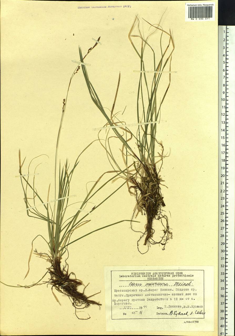 Carex pediformis var. macroura (Meinsh.) Kük., Siberia, Central Siberia (S3) (Russia)